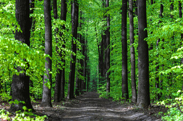 Fototapeta premium straight long road in the middle of tall trees