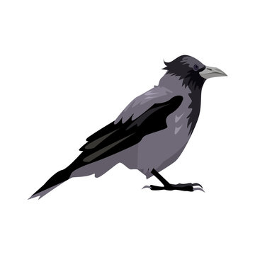 Black and gray craw illustration. Bird, black, gray, wings. Nature life concept. illustration can be used for topics like nature, animal world, encyclopedia