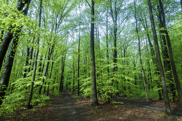 wet green linden forest in sunny weather