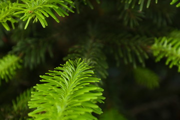 green pine needles