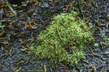 green moss after rain in the forest