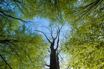 tree with dry branches in the middle of other trees in the forest