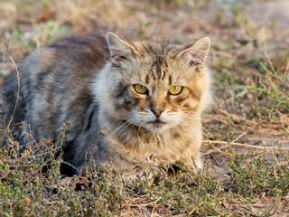 Naklejka na ściany i meble A stray cat sitting on the grass in autumn on a sunny day
