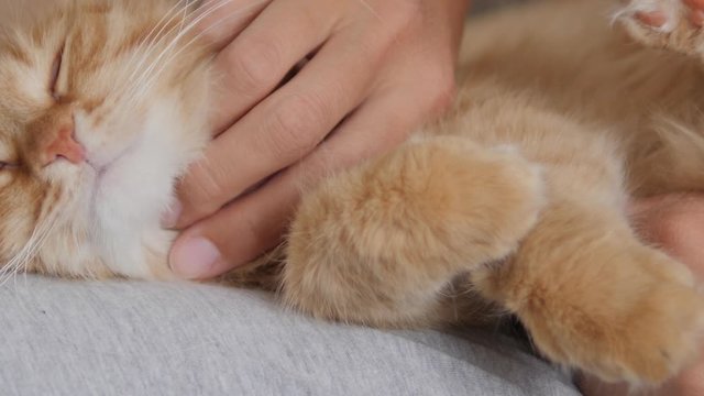 Woman is stroking cute ginger cat on her knees. Fluffy pet purring with pleasure. Cozy home.