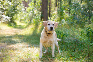 Labrador retriever dog walks in the summer forest