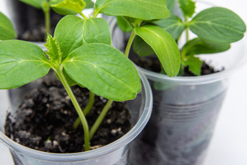 Set of young seedlings isolated on a white background. A photo of seedlings with a top view. Seedlings ready for transplanting