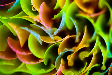 colorful plastic petals background, pattern