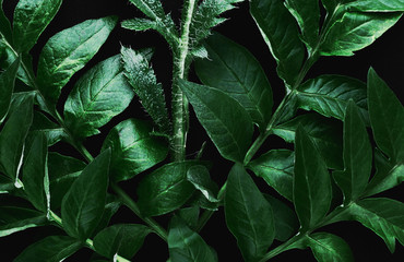 background of green leaves on a black background