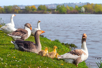 Geese and small yellow gosling on the river bank
