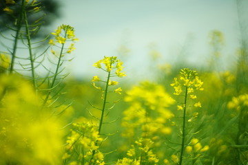 鮮やかな黄色の菜の花