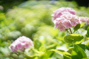 ピンクの紫陽花