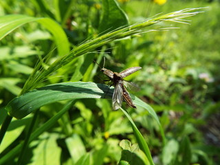 ホソサビキコリ bug