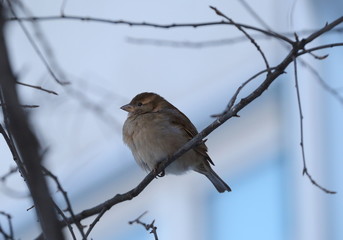 Sparrow on a branch