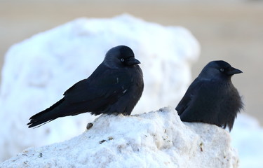 Two jackdaws in the snow