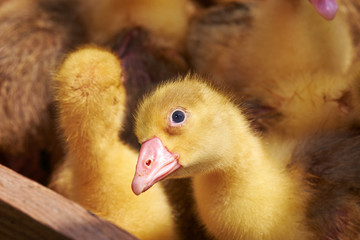 Portrait of a small yellow goose. Close up 