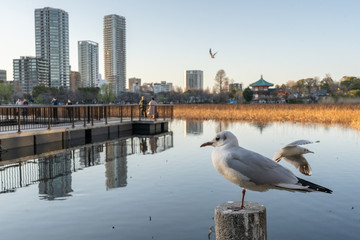 Seagulls on a fence