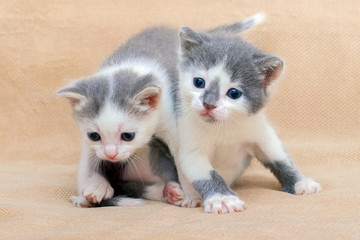 Fototapeta na wymiar Two little adorable kittens are playing. Photo of kittens in the studio