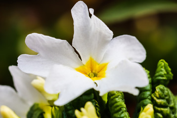 Blooming white primrose in the spring garden