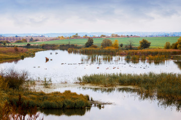 Autumn landscape with river and thickets of grass and sedge in cloudy weather