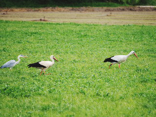 stork wlking at a meadow to look for prey