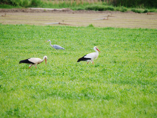 storks and heron in companionship on  a meadow