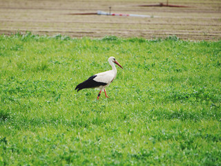 stork wlking at a meadow to look for prey