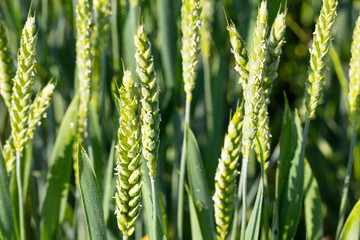 Trigo (Triticum spp)​  verde