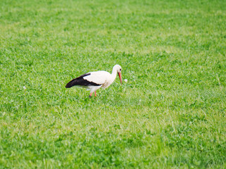 Obraz na płótnie Canvas stork walking against green meadow