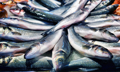 Cluster of sea bass for sale at supermarket. Fresh fish on the ice for selling.
