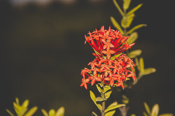 orange flower in the garden