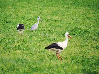 stork and heron with prey in beak