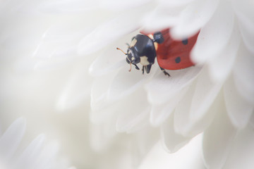 Blurred abstract floral background. Ladybug on chamomile petals close-up. Image about summer, spring, flowers and joy.