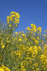 Obraz premium Rapsfeld mit blauem Himmel Feld mit Raps