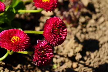 Red Daisy Flower Close Up