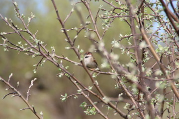Sparrow