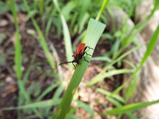 アカハネムシ redwing bug