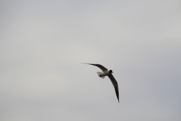 Seagull