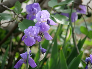 blue iris flower petunia blossoming Schwertlilie