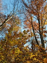 golden forest leaves in autumn season on sunny day