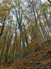 Naklejka premium golden forest leaves in autumn season on sunny day