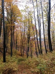 golden forest leaves in autumn season on sunny day