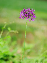 Blossom of ornamental onion against vague green background