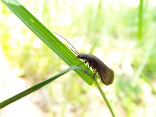 ネグロセンブリ swertia japonica