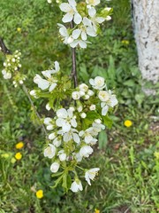 Черешня в цвету