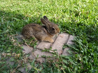 Rabbit in the grass
