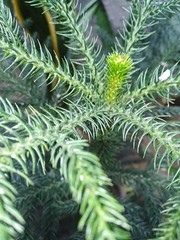 branches of a pine