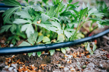 Irrigation system on the plot. The hose is laid out on the ground and ready for watering.