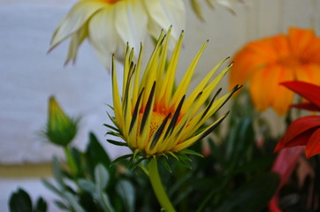 Close up of Gazania Rigens flower.In pots.