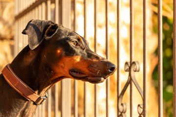 Dobermann