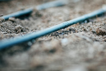 Irrigation system on the plot. The hose is laid out on the ground and ready for watering.